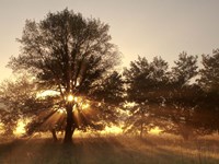 Sunrise Through Fog And Trees At Cades Cove Fine Art Print