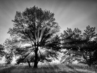 Sunrise Through Fog And Trees At Cades Cove (BW) Fine Art Print