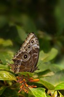 Giant Owl Butterfly On A Leaf Fine Art Print