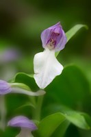 Close-Up Of Orchis Orchid Fine Art Print