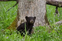 Black Bear Cub Next To A Tree Fine Art Print