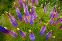 Painterly Effect On Lupine Flowers Fine Art Print