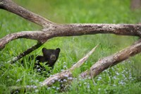 Black Bear Cub Under Branches Fine Art Print