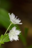 Close-Up Of A Fringed Phacelia Flower Fine Art Print