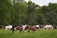 Herd Of Horses In Cade's Cove Pasture Fine Art Print