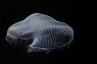Moon Jellyfish In Aquarium Fine Art Print