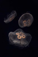Three Moon Jellyfish In Aquarium Fine Art Print