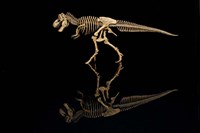 T-Rex Skeleton Replica Reflection Fine Art Print