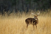 White-Tailed Deer A In Field Of Tennessee Fine Art Print