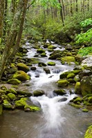 Roaring Fork In Spring, Tennessee Fine Art Print