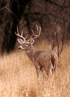 A White Tailed Deer Stays On Alert Fine Art Print