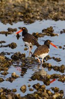 American Oystercatcher Pair On An Oyster Reef Fine Art Print