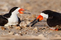 Black Skimmers And Chick Fine Art Print