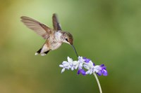 Black-Chinned Hummingbird Feeding Fine Art Print