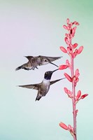 Two Black-Chinned Hummingbirds Feeding Fine Art Print