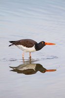 American Oystercatcher Drinking Fine Art Print