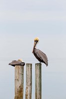 Brown Pelicans Resting On Piling Fine Art Print