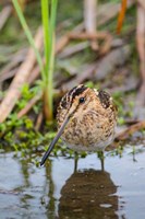 Common Snipe Adult Feeding In Marsh Fine Art Print