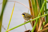 Common Yellowthroat In A Freshwater Marsh Habitat Fine Art Print