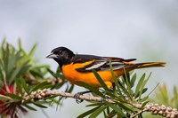 Baltimore Oriole Perched Fine Art Print
