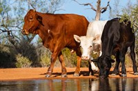 Cattle Drinking Fine Art Print