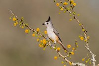 Black-Crested Titmouse Perched In A Huisache Tree Fine Art Print