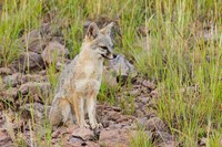 Gray Fox On A Hillside Fine Art Print