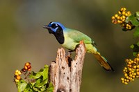 Green Jay Perched Fine Art Print