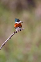 Green Kingfisher On A Hunting Perch Fine Art Print