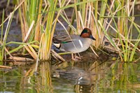Green-Winged Teal Resting In Cattails Fine Art Print