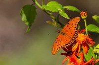 Gulf Fritillary Butterfly On Flowers Fine Art Print