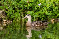 Mottled Duck Hen And Young Feeding Fine Art Print