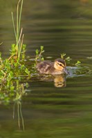 Mottled Duckling In A Pond Fine Art Print