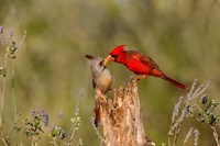 Northern Cardinal Challenging A Pyrrhuloxia Fine Art Print