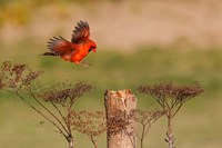 Northern Cardinal Landing On A Perch Fine Art Print