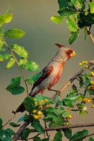Pyrrhuloxia In An Anacua Tree Fine Art Print
