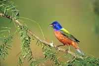 Painted Bunting Perched Fine Art Print