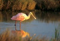 Roseate Spoonbill, South Padre Island, Texas Fine Art Print