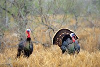 Rio Grande Wild Turkeys Fine Art Print