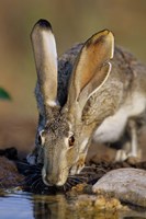 Black-Tailed Jack Rabbit Drinking Fine Art Print