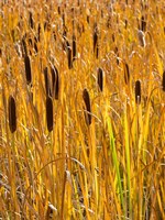 Cattails In A Field, Utah Fine Art Print