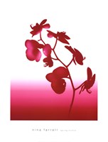 Spring Orchid Fine Art Print