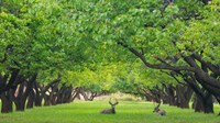 Deer Resting In A Sylvan Orchard Fine Art Print