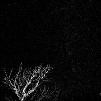 Dead Tree And Night Sky At The Capitol Reef National Park, Utah Fine Art Print