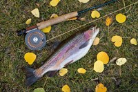 Rainbow Trout And Fly Rod Fine Art Print