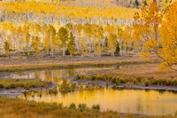 Fishlake National Forest Landscape, Utah Fine Art Print