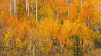 Autumn Forest Landscape Of The Manti-La Sal National Forest, Utah Fine Art Print