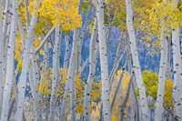 Aspen Trees In Autumn At Fishlake National Forest, Utah Fine Art Print