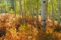 Bracken Ferns And Aspen Trees, Utah Fine Art Print