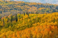 Manti-La Sal National Forest In Autumn, Utah Fine Art Print